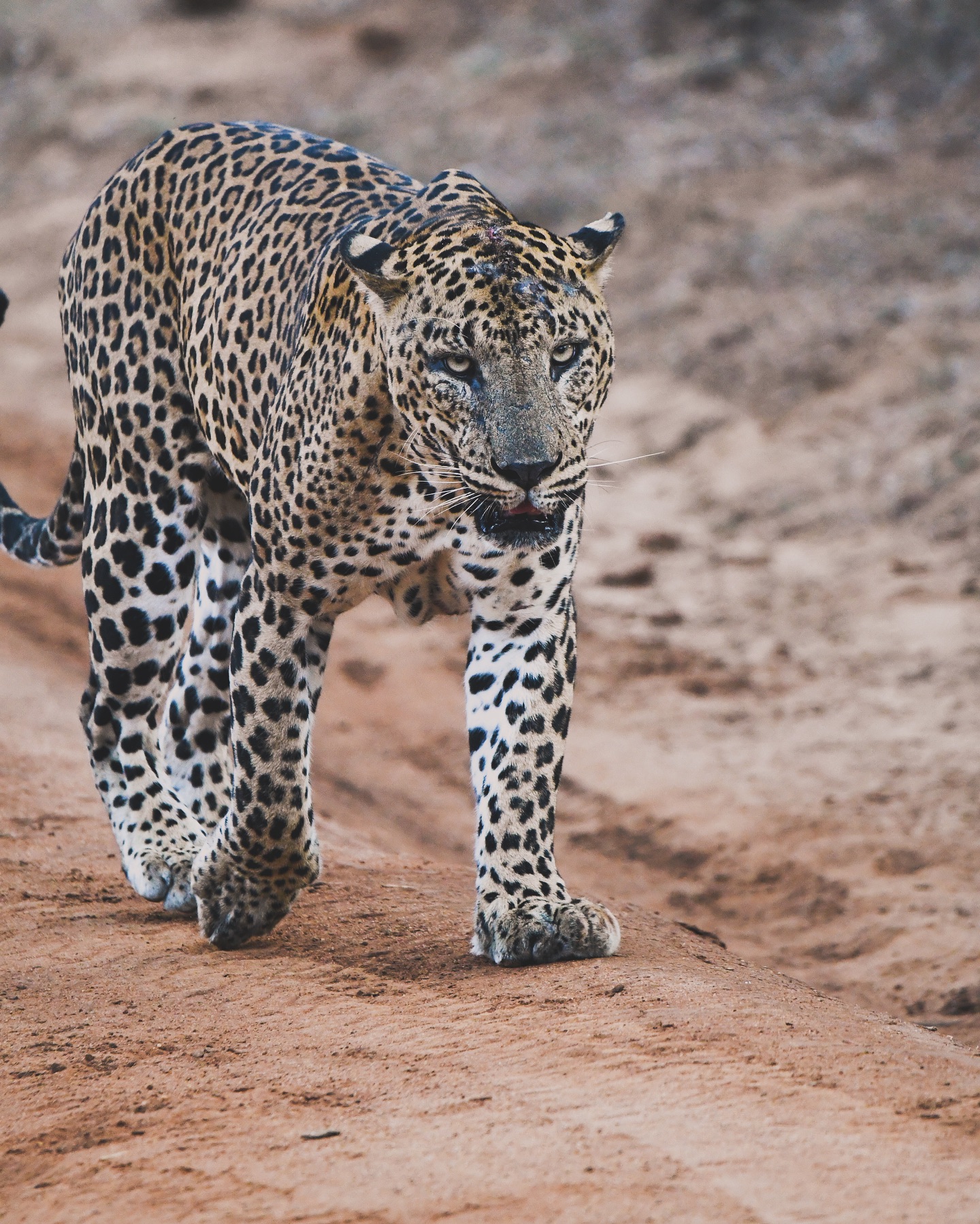 Expert Sights & Safaris