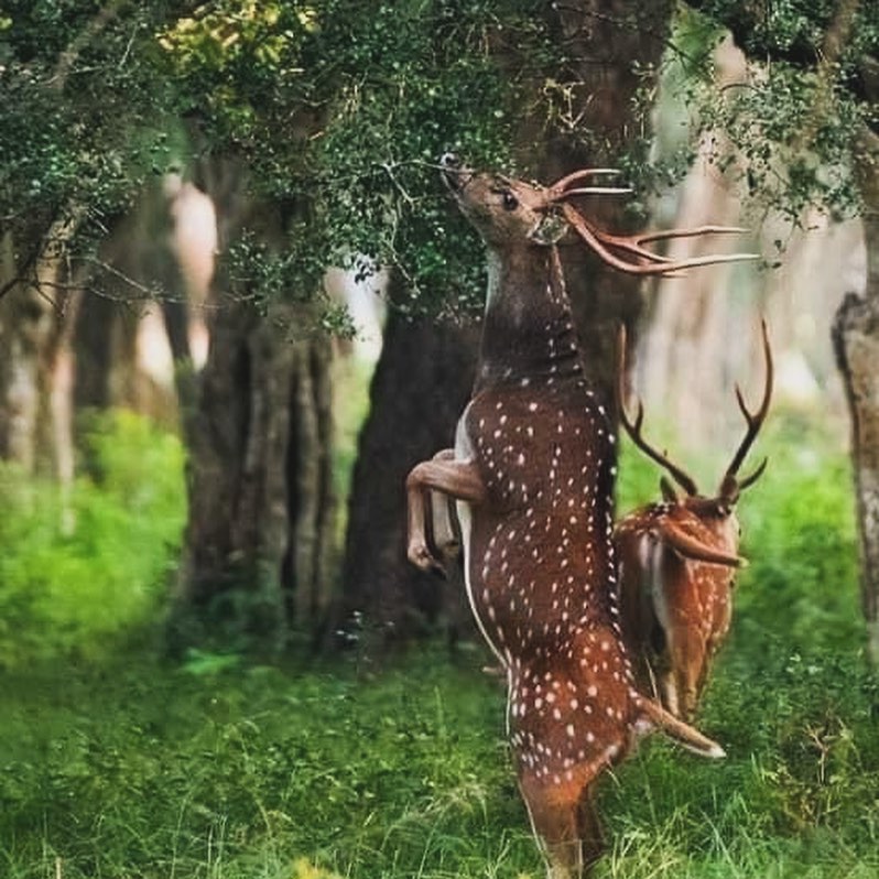 Spotted deer in forest